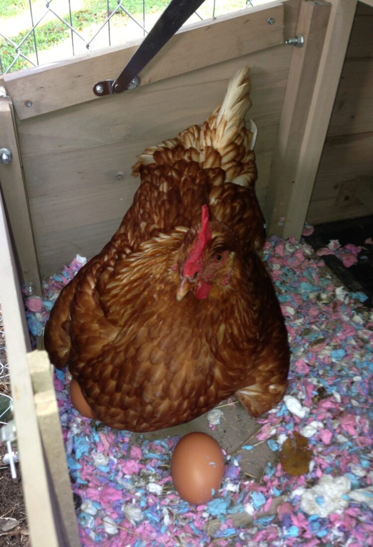 Chicken laying an egg
