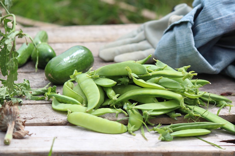 local fresh green beans and cucumbers