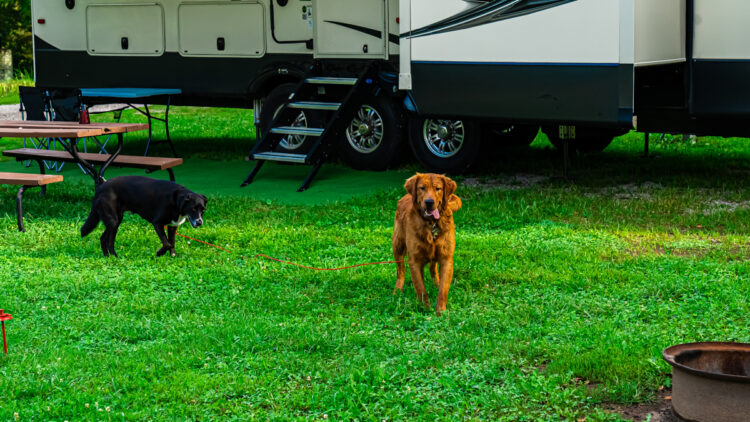 Cedar Creek fifth wheel parked at Guist Creek Marina and Campground and 2 dogs