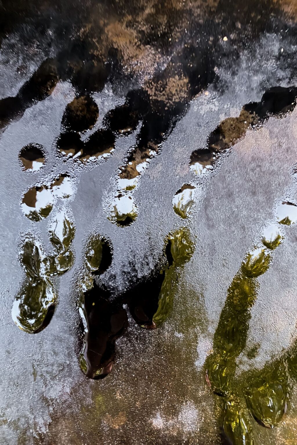 Juicy Ribeye on the Blackstone Griddle Lara Clevenger