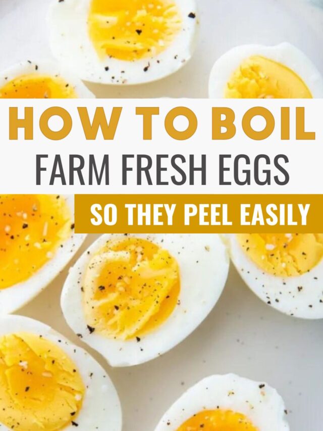 How to Boil Farm Fresh Eggs So They Peel Easily Lara Clevenger